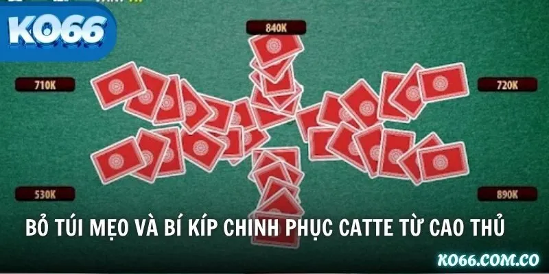 Bỏ túi mẹo và bí kíp chinh phục Catte từ cao thủ