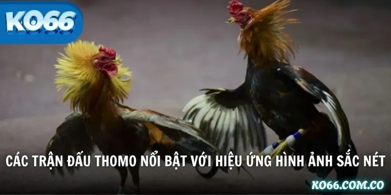 Các trận đấu Thomo nổi bật với hiệu ứng hình ảnh sắc nét