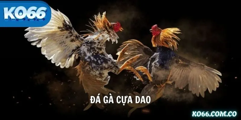 Đá Gà Cựa Dao – Môn Nghệ Thuật Đầy Tốc Độ Và Mạo Hiểm