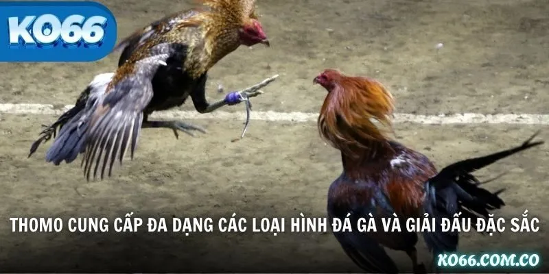 Thomo cung cấp đa dạng các loại hình đá gà và giải đấu đặc sắc